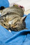 Cat Lying On Bed Stock Photo