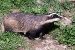 Close-up Shot Of An European Badger Stock Photo