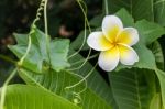 White And Yellow Flower Plumeria Or Frangipani With Fresh Coccin Stock Photo