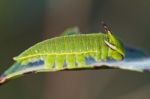 Foxy Emperor (charaxes Jasius) Stock Photo