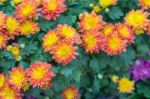 Chrysanthemums Stock Photo