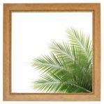 Fresh Coconut Leaf Within Wooden Frame Stock Photo