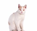 Thai Cat Isolated On White Background Stock Photo