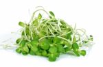 Sunflower Sprouts Isolated On The White Background Stock Photo