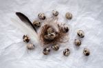 Quail Eggs Flat Lay Still Life With Food Stylish Stock Photo