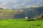 Cornfield Stock Photo