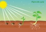 Plant Life Cycle Stock Photo