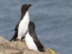 Razorbill Alca Torda Stock Photo