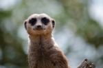 Meerkat Or Suricate (suricata Suricatta) Stock Photo