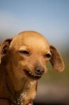 Dog With Weird Smile Stock Photo