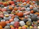 Pumpkins Stock Photo