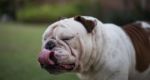 English Bulldog Show Tongue Stock Photo