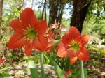 Red Hippeastrum Stock Photo