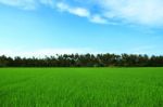 Rice Field And Blue Sky Stock Photo