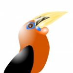 Rufous Necked Hornbill Stock Photo