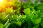 Green Leaves In Spring,background Stock Photo