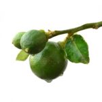 Green Lemon Stock Photo