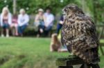 Eurasian Eagle-owl (bubo Bubo) Stock Photo