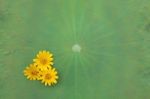 Daisy Flowers On Lotus Leaf Stock Photo