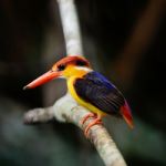 Black-backed Kingfisher Stock Photo