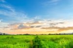 Landscape Of Cornfield And Green Field With Sunset On The Farm Stock Photo