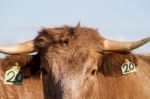 Brown Cow Stock Photo