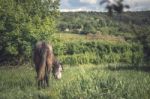 Horse On The Green Meadow Horizontal Stock Photo