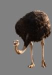 Ostrich Stock Photo