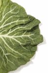 Green Cabbage Leaf Stock Photo