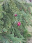 Red Pine Tree Fruit Stock Photo