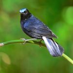 Male White-tailed Robin Stock Photo