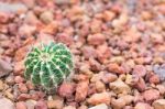 Cactus In Desert  For Background Or Wallpaper Stock Photo