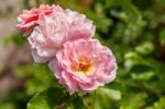 Two Pink Roses Closeup Stock Photo