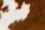 Brown And White Cowhide Stock Photo