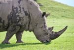 Picture With A Rhinoceros Eating The Grass Stock Photo