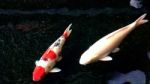 Koi, Fancy Carp Are Swimming Stock Photo