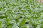 Green Chard Plantation In The Organic Garden Stock Photo