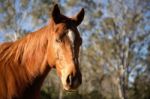 Horse In The Paddock Stock Photo