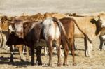 Brown Cows Stock Photo