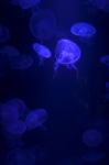 Jellyfish Stock Photo