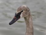 Isolated Photo Of A Trumpeter Swan Swimming Stock Photo