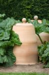 Rhubarb  And Rhubarb Forcers Stock Photo