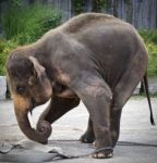 Isolated Picture With An Elephant Showing Circus Stock Photo