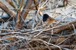 Dark-eyed Junco (junco Hyemalis) Stock Photo