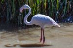 Greater Flamingo (phoenicopterus Roseus) Stock Photo