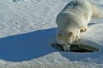 Arctic Fox Stock Photo