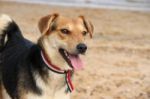 Mongrel Dog On The Beach Stock Photo