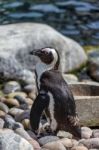 African Penguin (spheniscus Demersus) Stock Photo