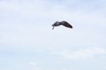 Pigeon Flies In The Blue Sky In A Sunny Day Stock Photo