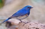 Male Himalayan Bluetail Stock Photo